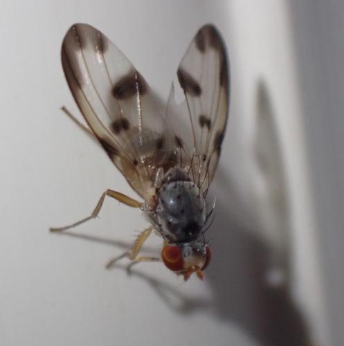 Palloptera umbellatarum